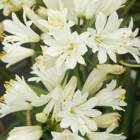 Agapanthus - Schmucklilie ‘Double Diamond’ - Agapanthus rfdd double diamond