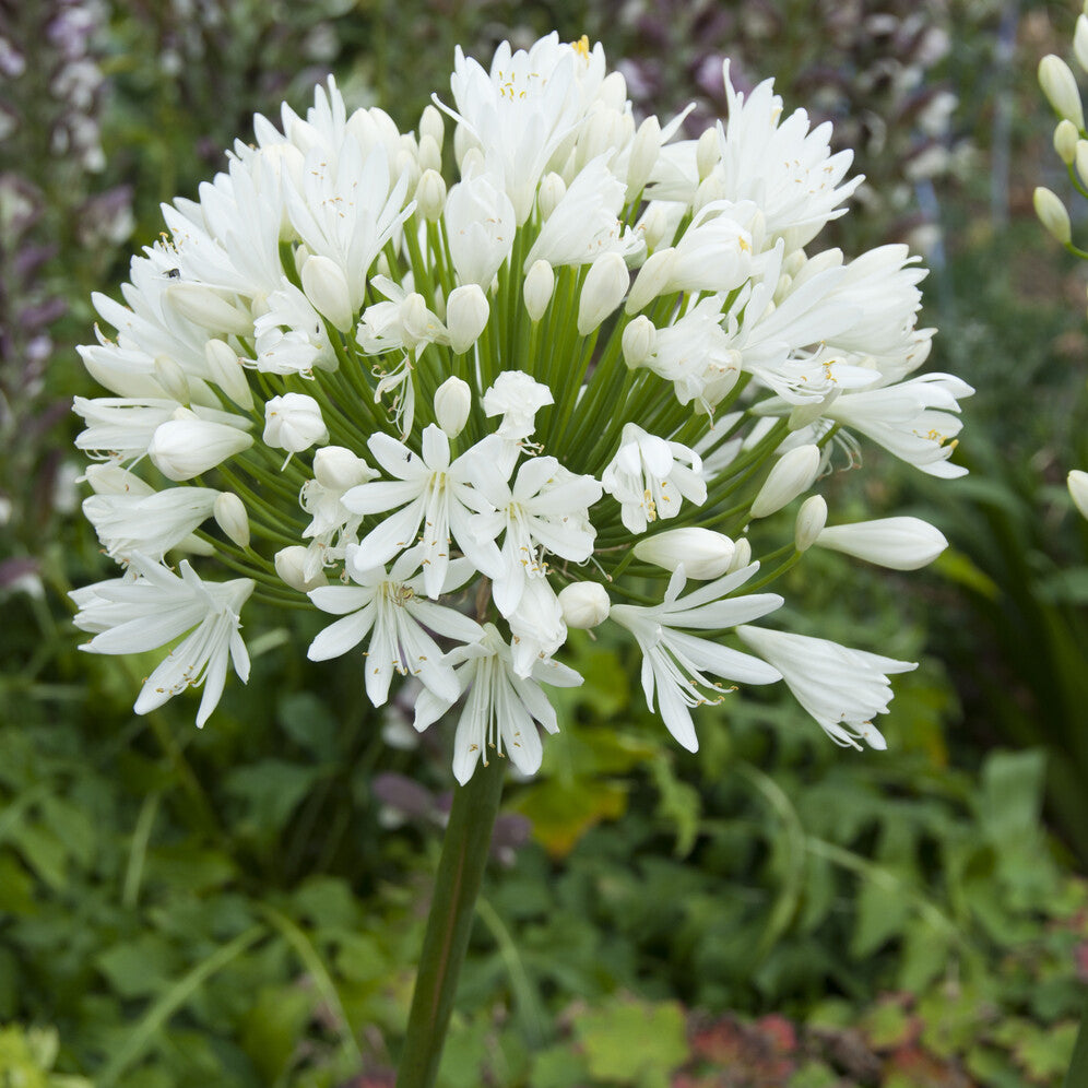 Agapanthus White Heaven - Willemse