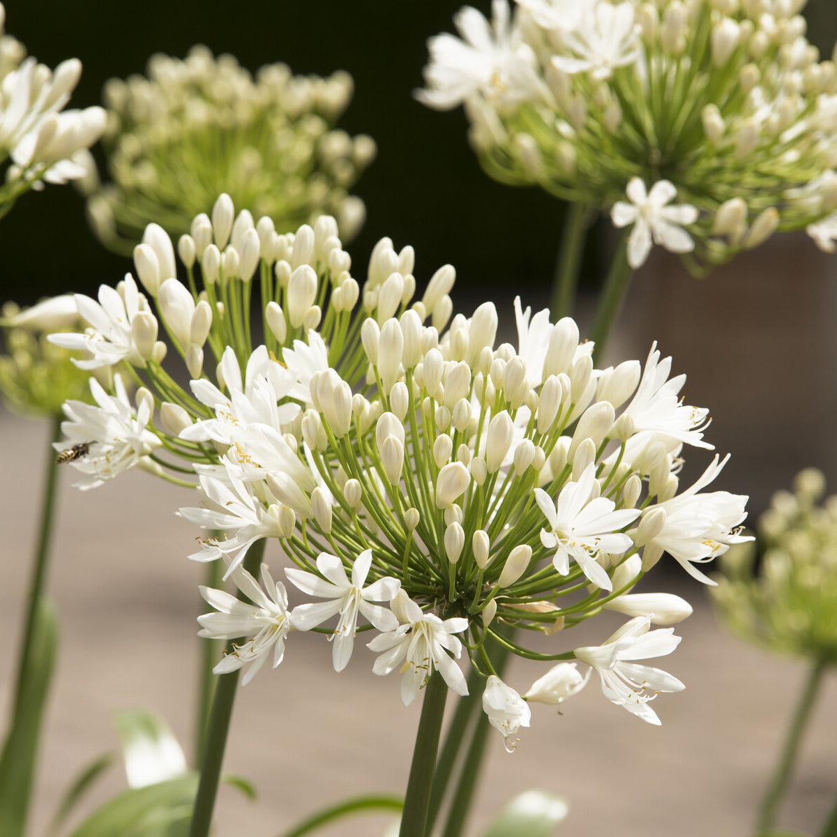 Agapanthus white heaven - Agapanthus White Heaven - Agapanthus