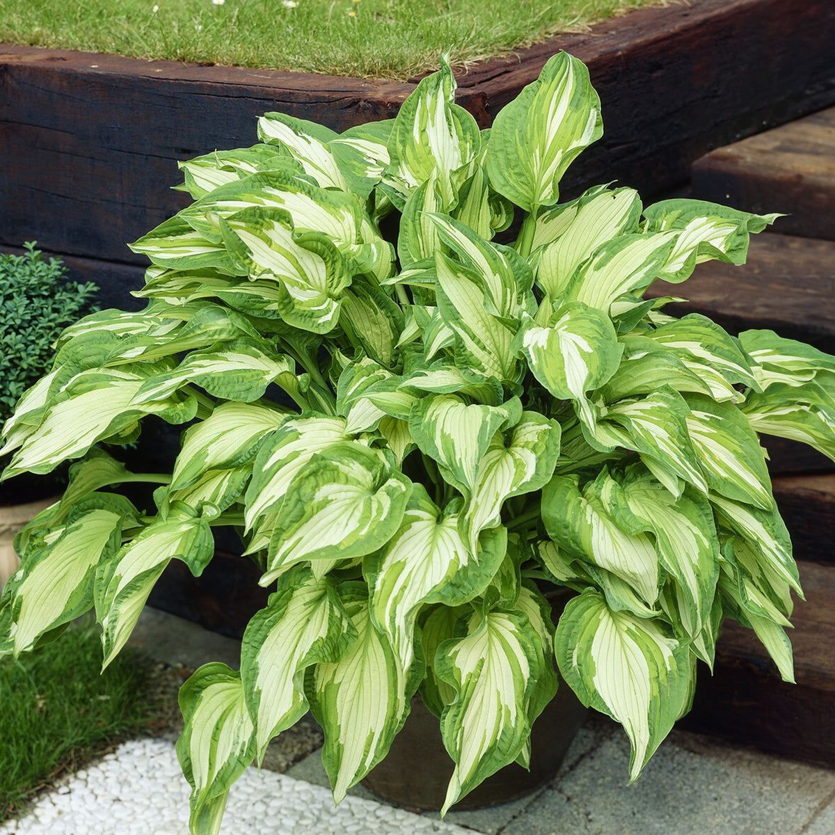 Hosta fortunei albopicta - Grünrand-Funkie Albopicta - Stauden