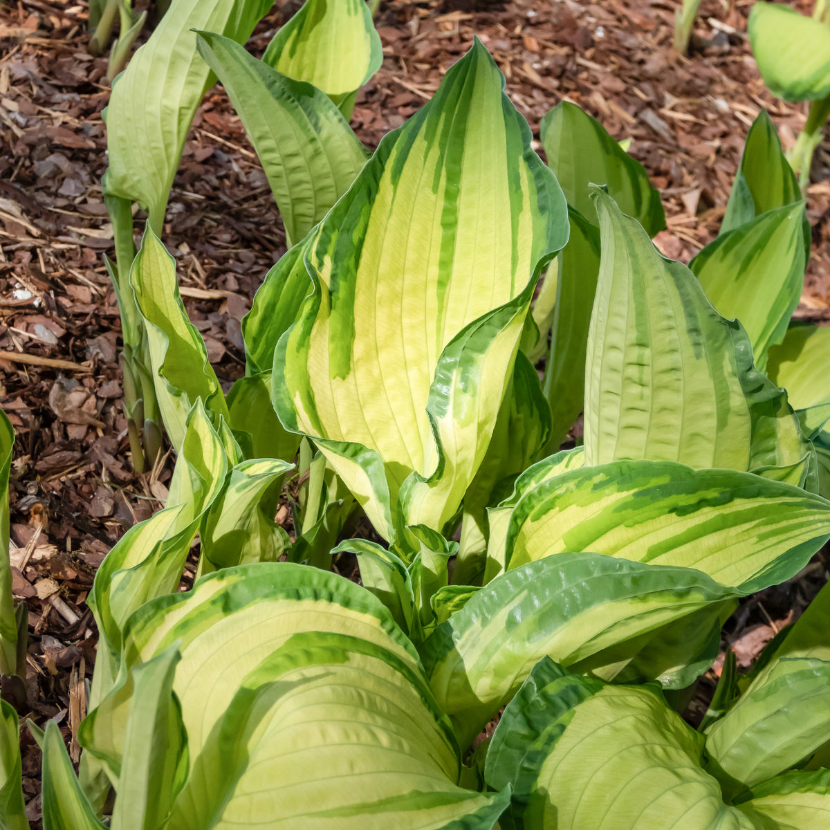 Grünrand-Funkie Albopicta - Hosta fortunei albopicta - Willemse