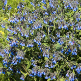 Symphytum azureum - Blauer Beinwell - Stauden