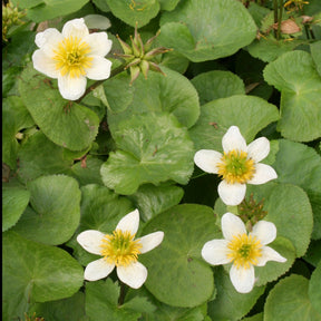 Sumpfdotterblume ‘Alba’