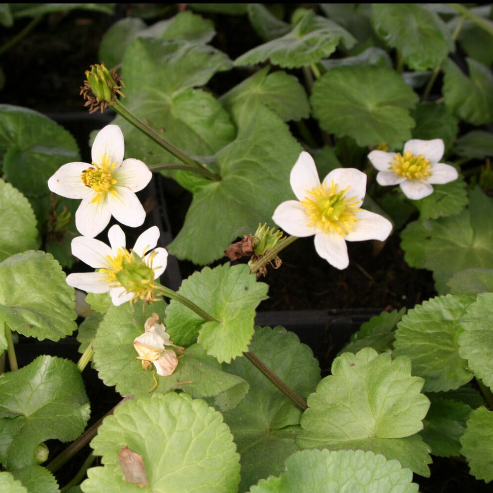 Sumpfdotterblume ‘Alba’ - Willemse