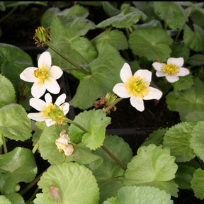 Sumpfdotterblume ‘Alba’ - Willemse