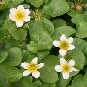 Caltha alba - Sumpfdotterblume ‘Alba’ - Alle Teichpflanzen