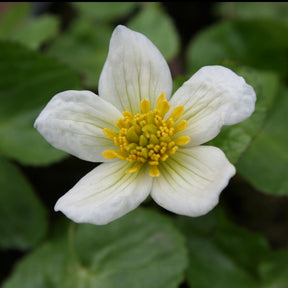 Sumpfdotterblume ‘Alba’ - Caltha alba - Willemse