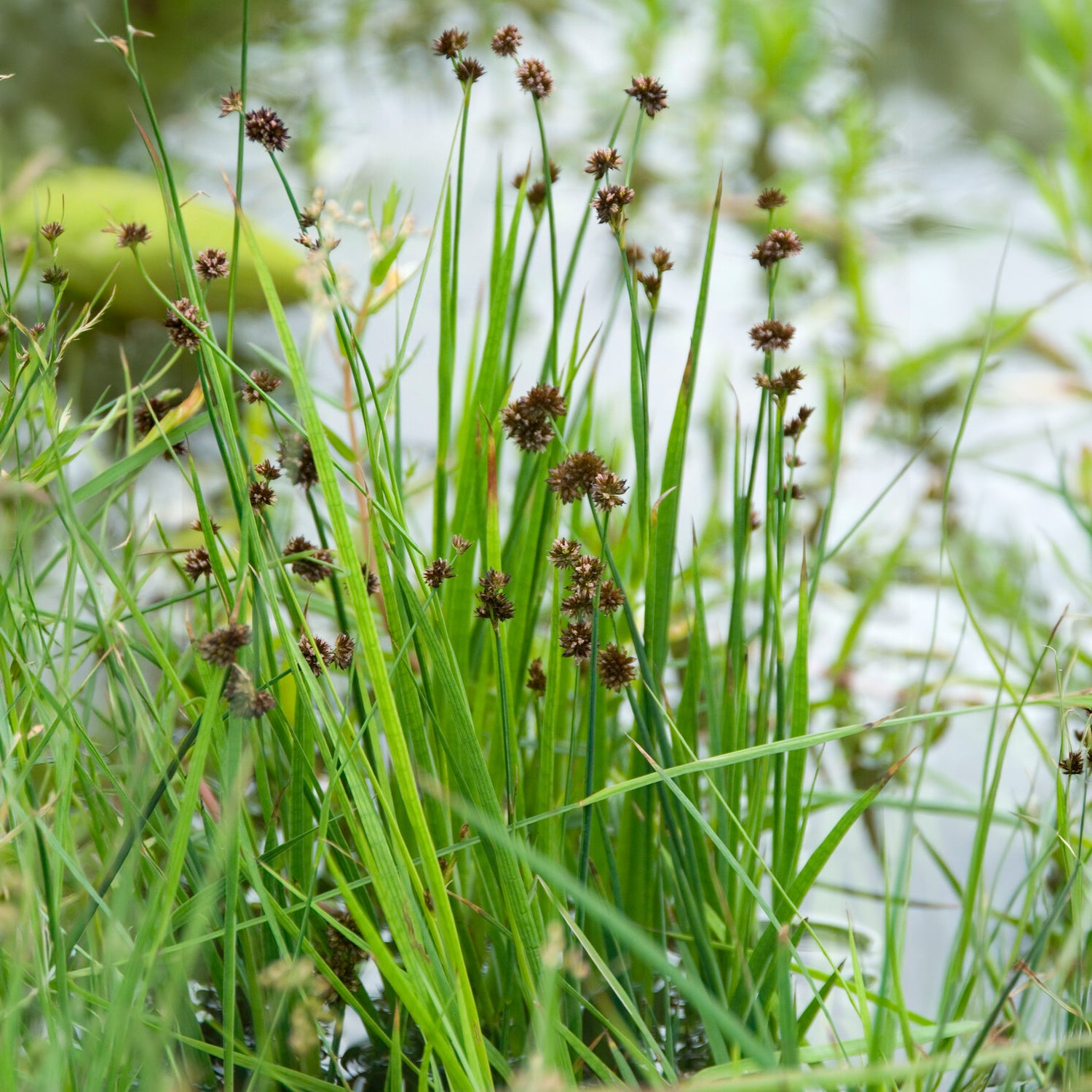 Zwerg-Binse - Willemse