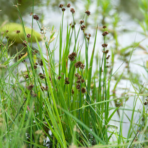 Zwerg-Binse - Willemse