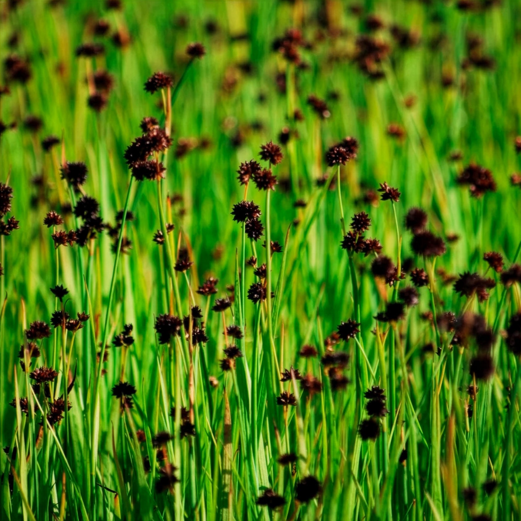Zwerg-Binse - Juncus ensifolius - Willemse