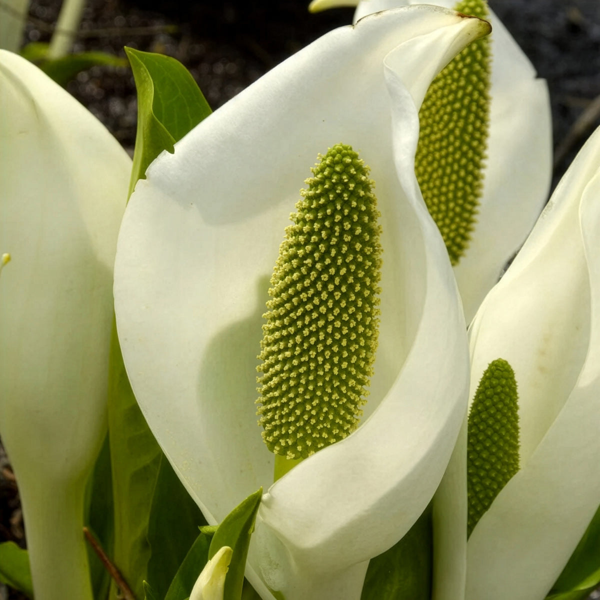Scheinkalla - Lysichiton camtschatcensis - Willemse