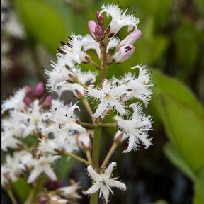 Wasserklee Dreiblättriger Menyanthus - Willemse
