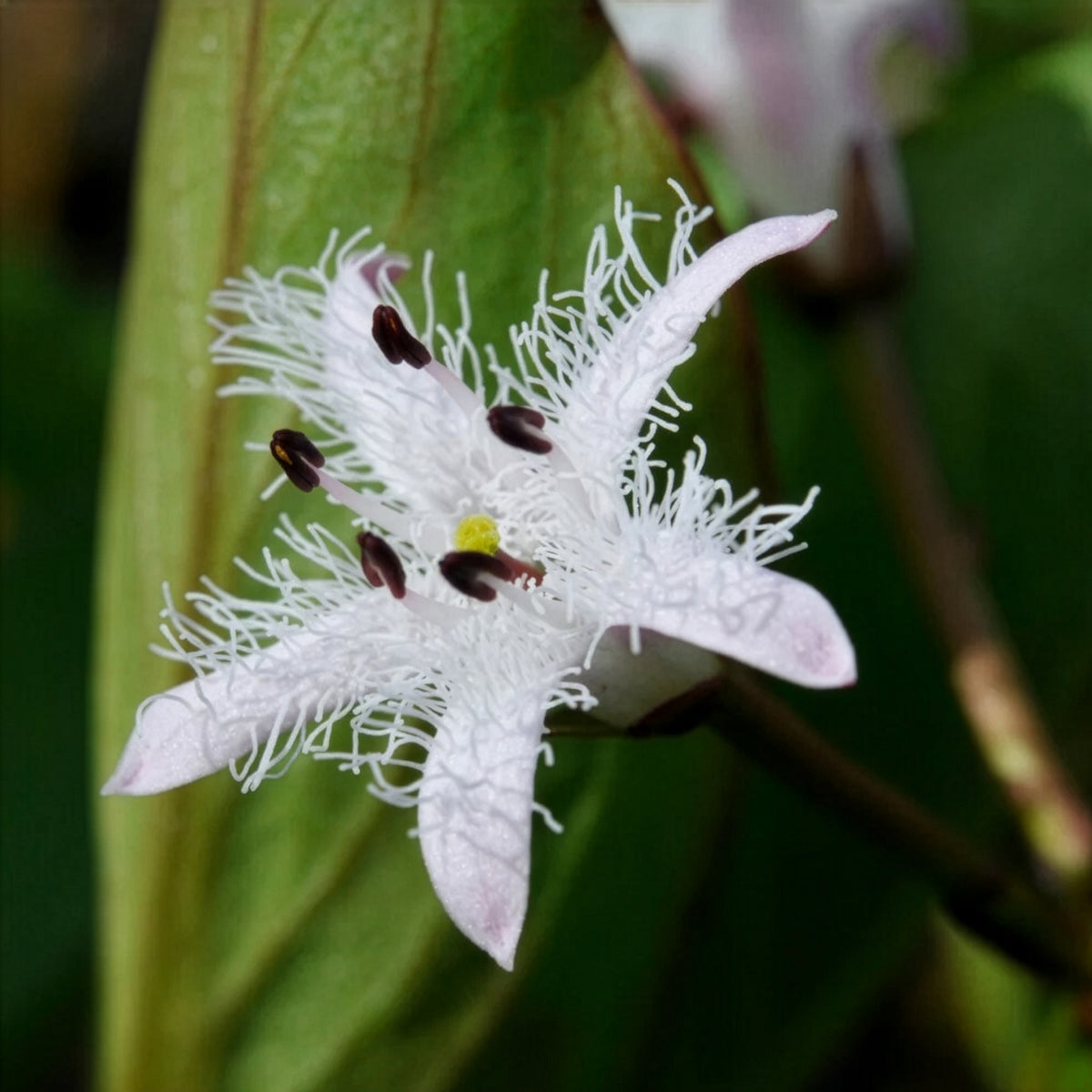 Fieberklee - Menyanthes trifoliata - Willemse