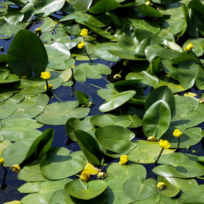 Seerosen - Gelbe Teichrose - Nuphar lutea