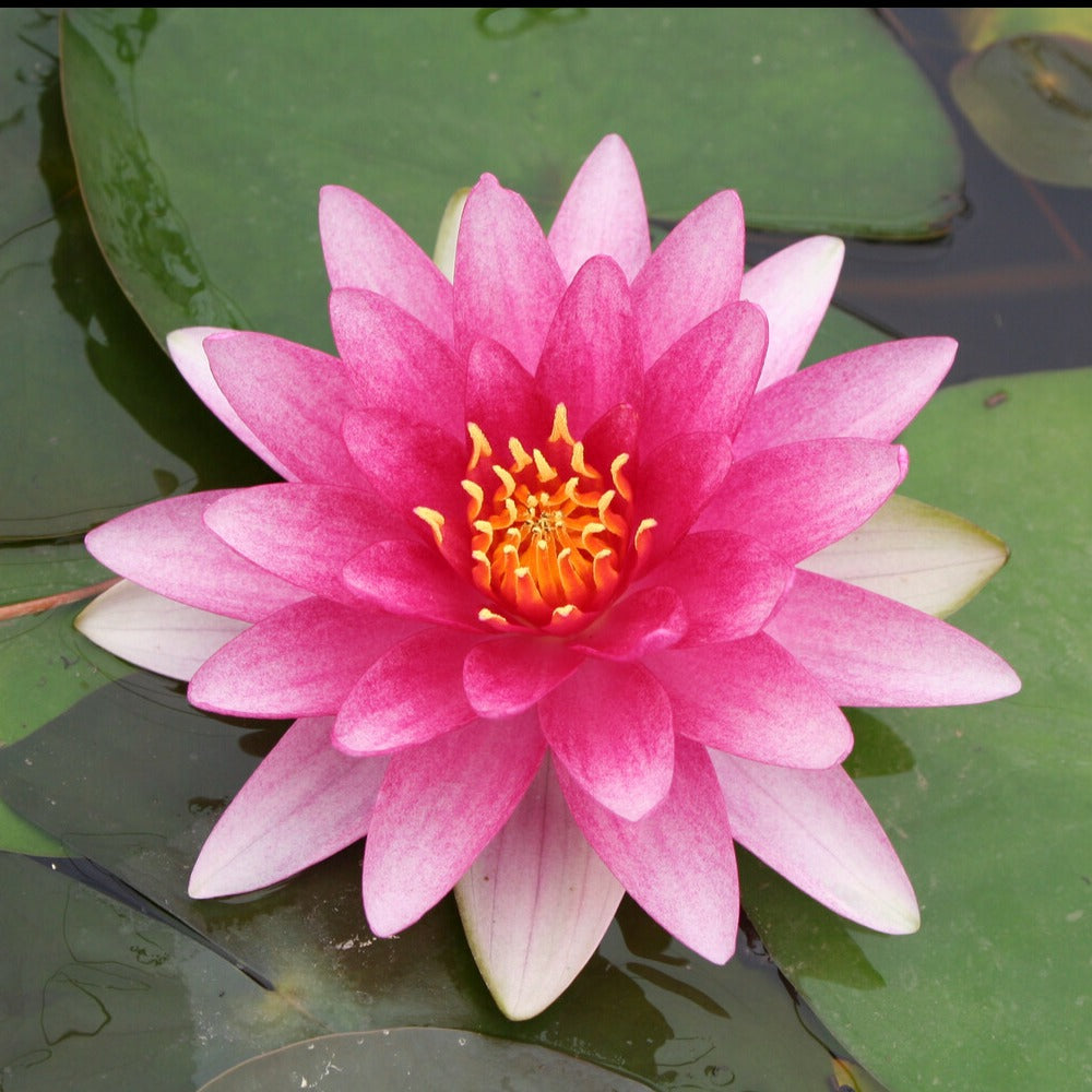 Seerose Charles de Meurville - Willemse