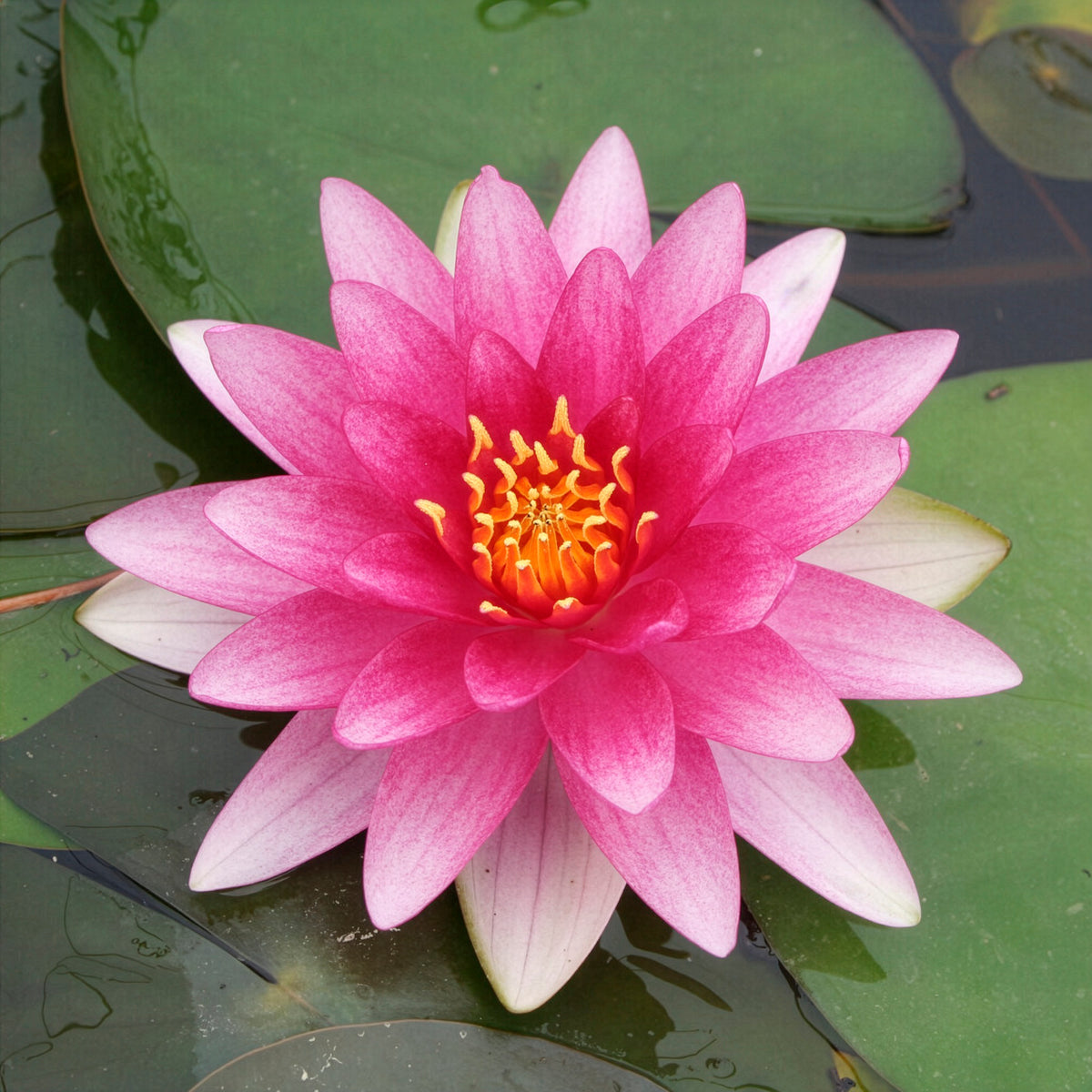 Seerose ‘Charles de Meurville’ - Willemse