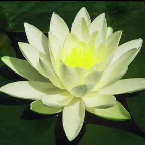 Seerose Gladstoniana - Willemse