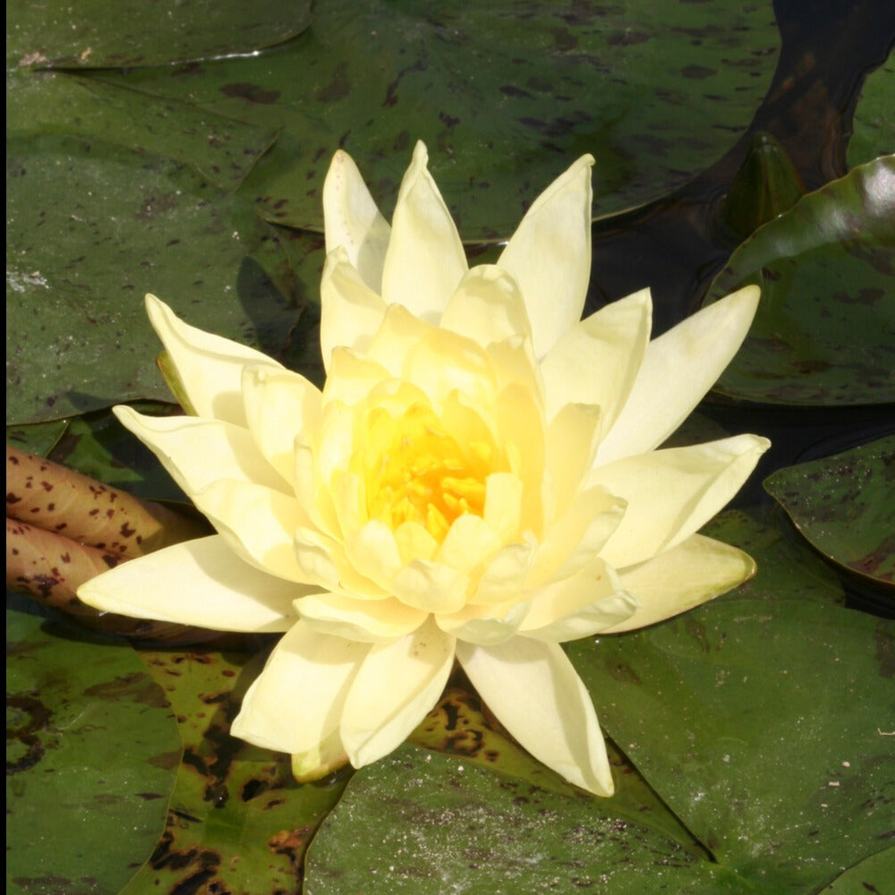 Seerose Joey Tomocick - Willemse