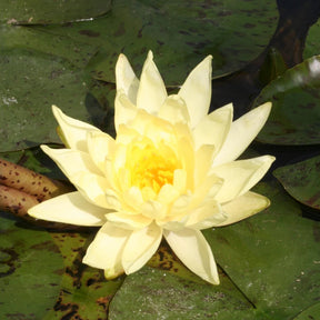 Seerose ‘Joey Tomocik’ - Willemse