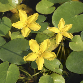 Limnantheme Falsche Seerose - Willemse