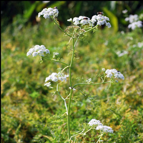 Wasser-Oenanthe - Willemse
