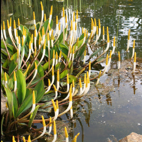 Goldkolben (Orontium aquaticum)