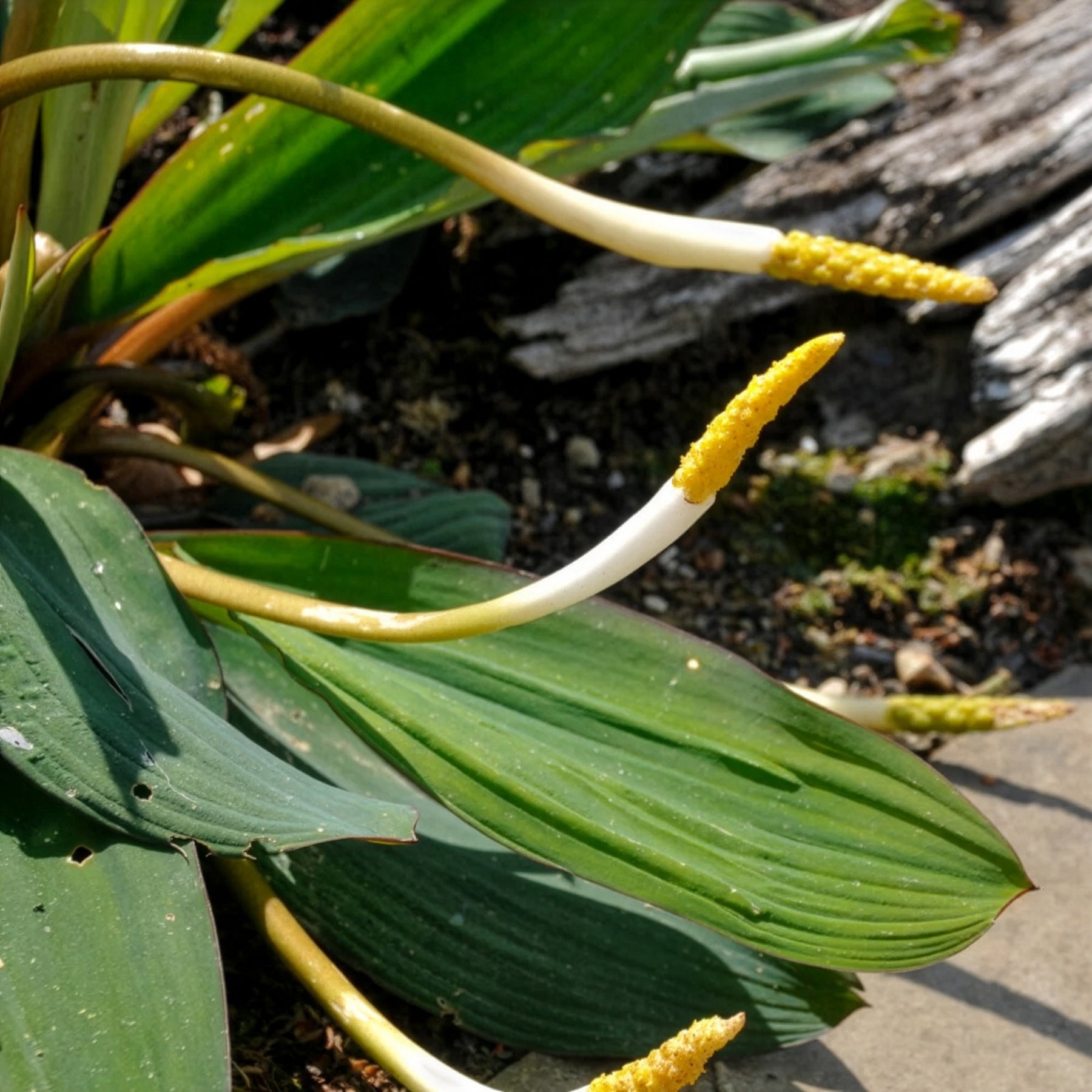 Goldkolben (Orontium aquaticum) - Orontium aquaticum - Willemse