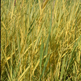 Gelbbuntes Schilf - Phragmites australis variegatus - Willemse