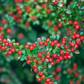 Zwergmispel 'Coral Beauty' - Cotoneaster suecicus Coral Beauty - Willemse