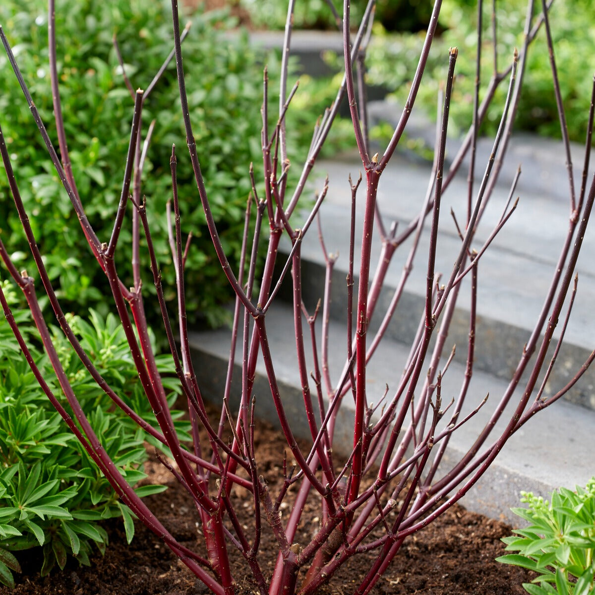 Cornus alba kesselringii - Schwarzholzhartriegel Kesselringii - Sträucher