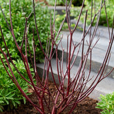 Cornus alba kesselringii - Schwarzholzhartriegel Kesselringii - Sträucher