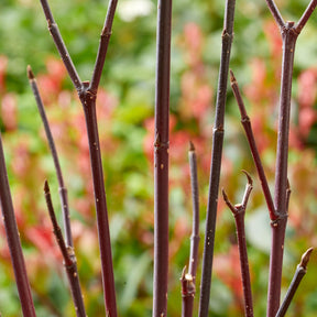 Schwarzholzhartriegel Kesselringii - Cornus alba kesselringii - Willemse