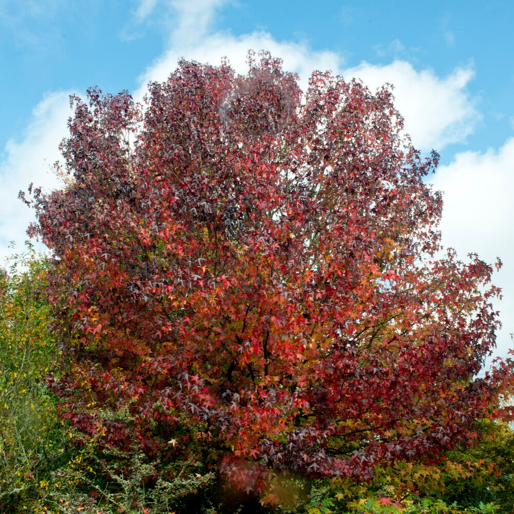 Liquidambar styraciflua - Amerikanische Amberbaum - Liquidambar - Amberbaum