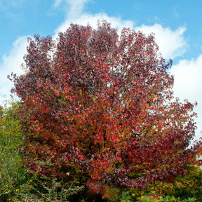 Liquidambar styraciflua - Amerikanische Amberbaum - Liquidambar - Amberbaum