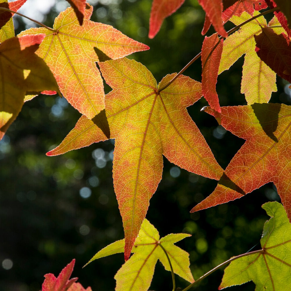 Amerikanische Amberbaum - Liquidambar styraciflua - Willemse