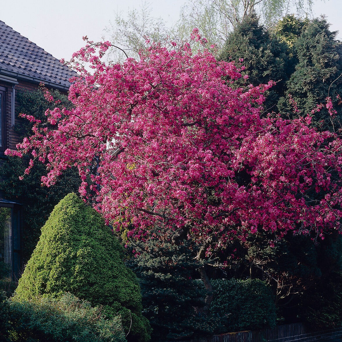 Zierapfel Liset - Willemse