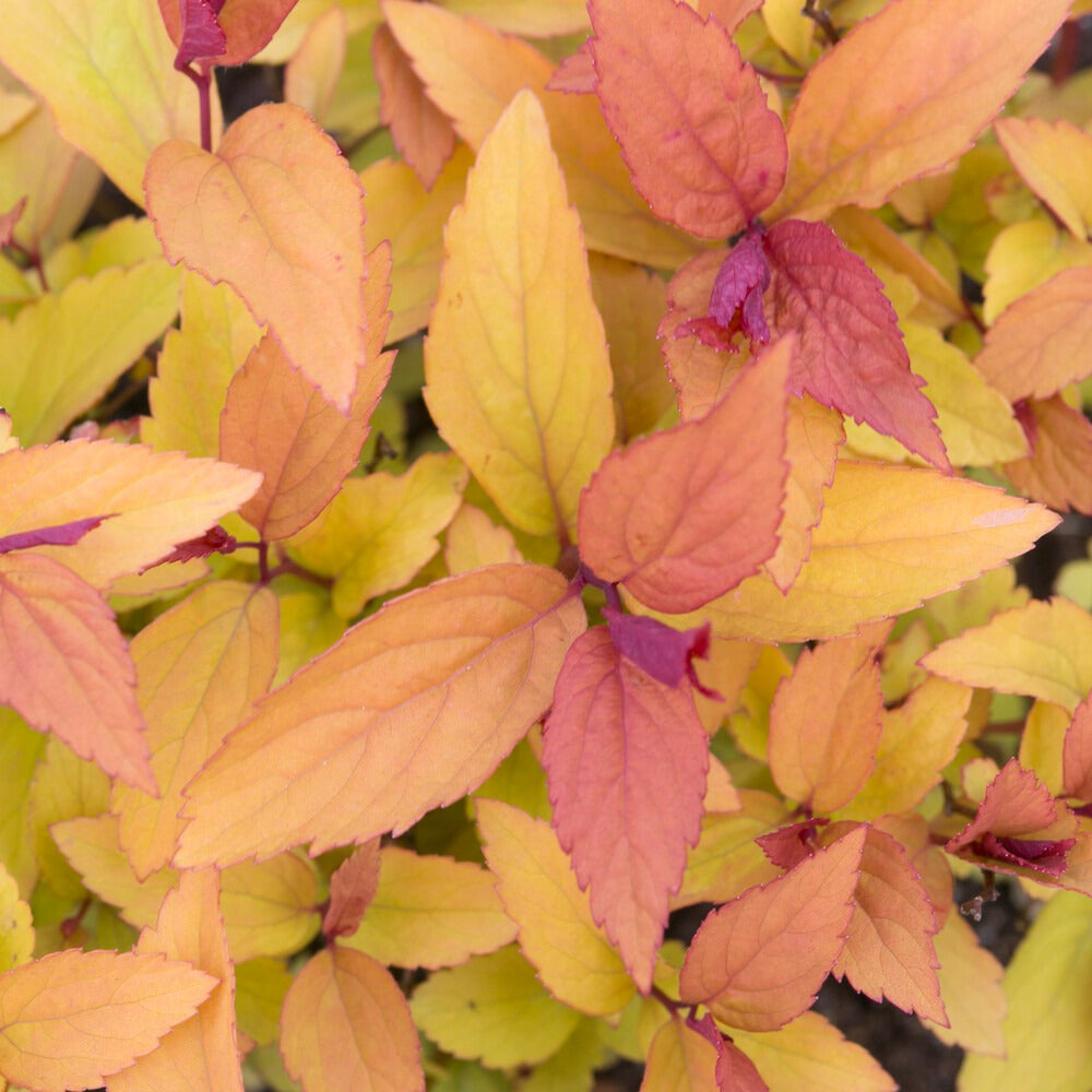 Japanischer Spierstrauch Firelight - Spiraea japonica Firelight - Willemse