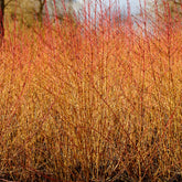 Blutroter Hartriegel Midwinter Fire
