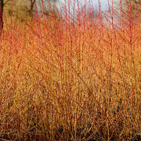 Blutroter Hartriegel Midwinter Fire