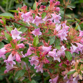 Abelia Edouard Goucher - Abelia Edward Goucher - Willemse