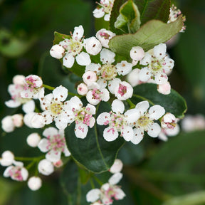 Schwarze Apfelbeere - Aronia melanocarpa - Willemse