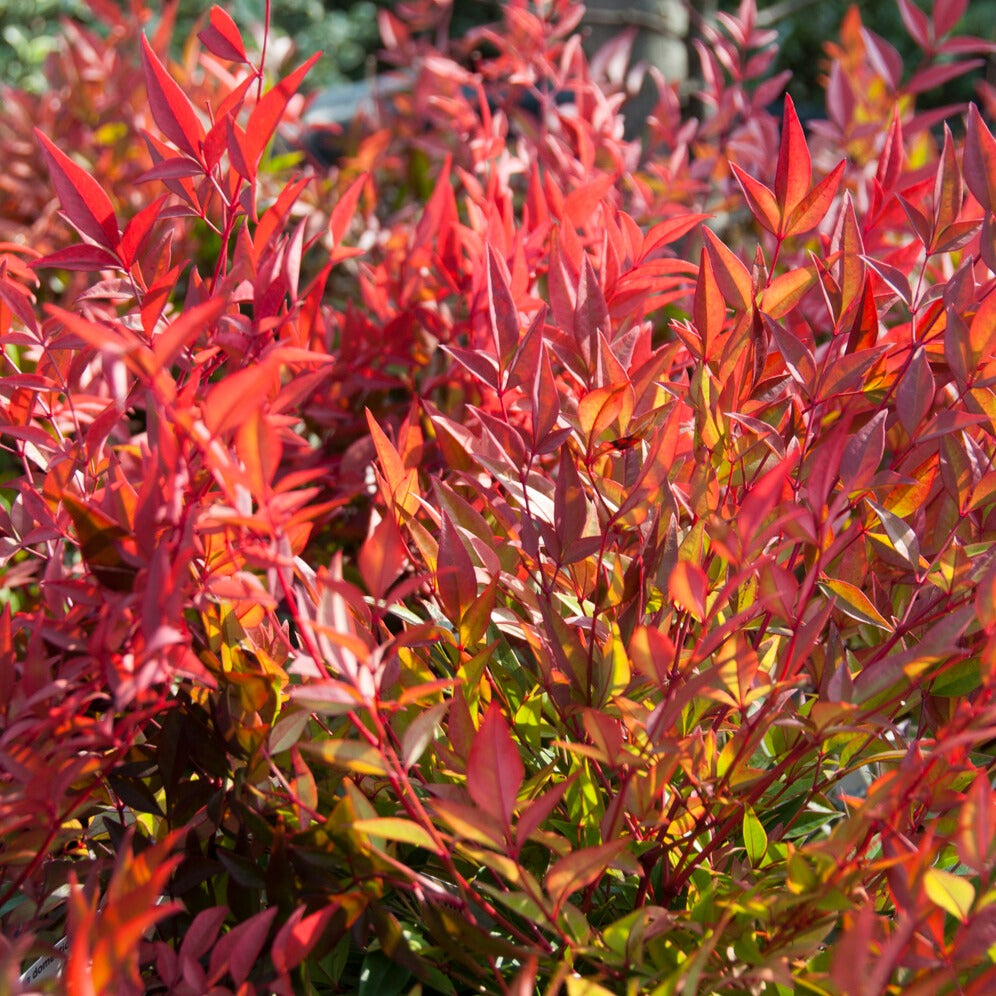 Himmelsbambus ‘Gulf Stream’ - Willemse