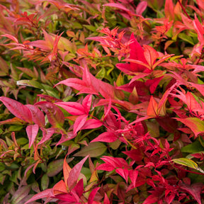 Himmelsbambus ‘Gulf Stream’