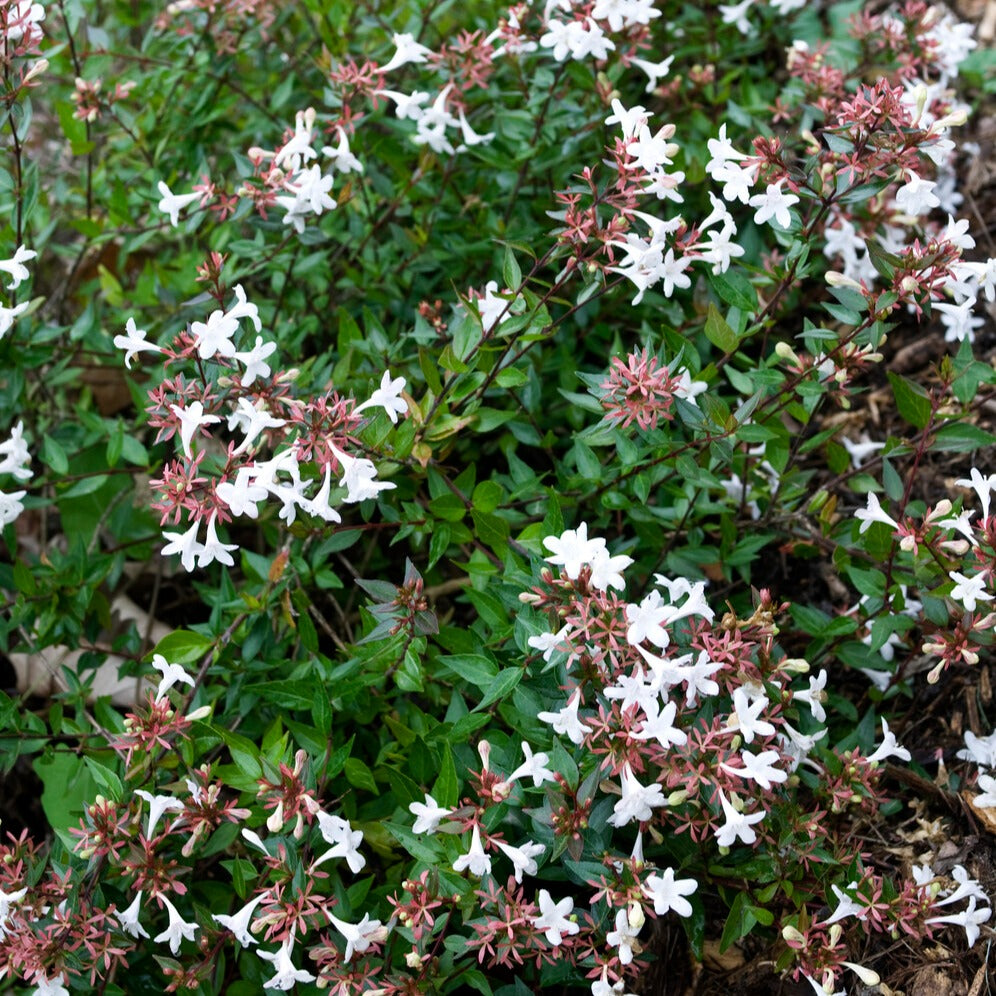 Abelia - Abelia Sherwood - Abelia grandiflora 'sherwood'
