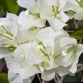 Bougainvillea white - Bougainvillea weiß - Bougainvillea