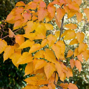 Schlangenhaut-Ahorn - Acer davidii - Willemse