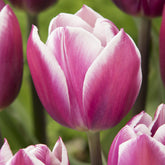 Triumph-Tulpen Synaeda Blue (x10) - Tulipa Synaeda Blue - Willemse