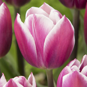 Triumph-Tulpen Synaeda Blue (x10) - Tulipa Synaeda Blue - Willemse