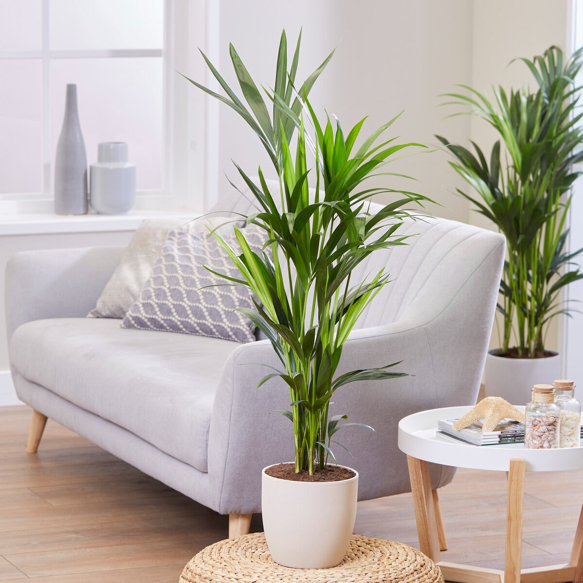 Kentiapalme - Howea forsteriana - Willemse