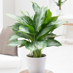 Kolbenfaden 'Silver Bay' - Aglaonema silver bay